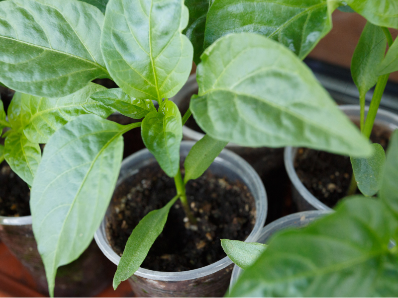 Pepper plants in a bucket